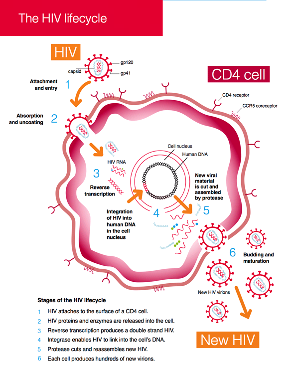 Wat is hiv afbeelding2