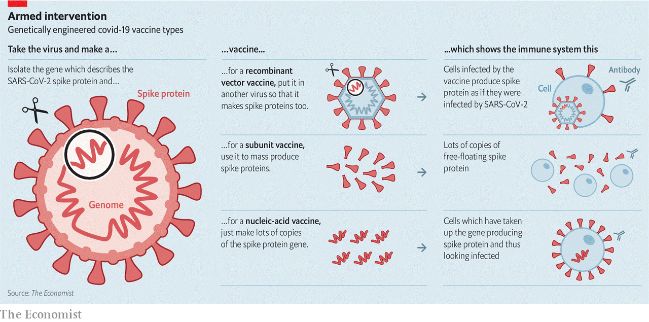 coronavaccin uitleg engels